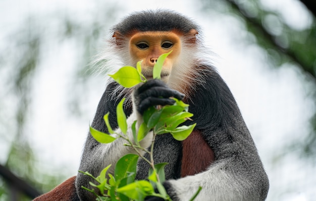 Red shanked Douc Langur