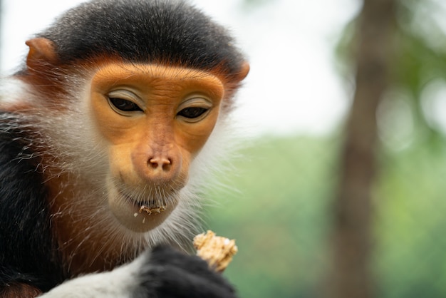 Macaco dourado feio bonito chinês macaco de nariz arrebitado