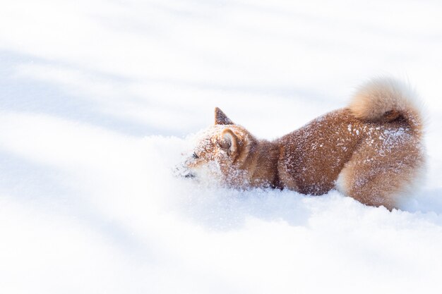 Red Shiba inu perro está jugando y corriendo en la nieve