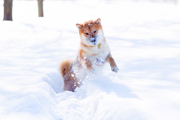 Red Shiba inu perro está jugando y corriendo en un parque de nieve