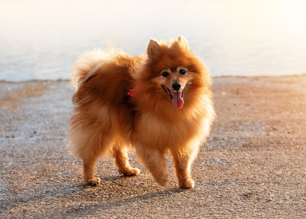 Red Spitz Pomeranian steht am Seeufer