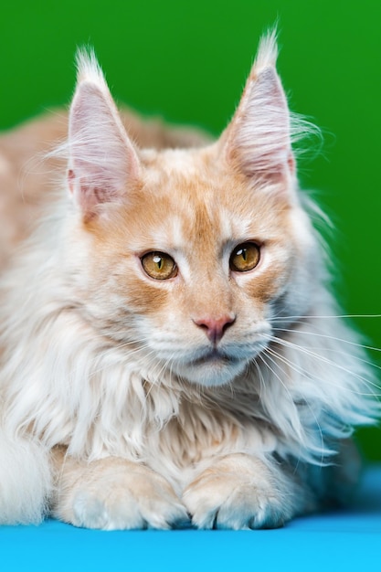 Red tabby maine coon cat olhando para a câmera deitada sobre fundo azul claro e verde