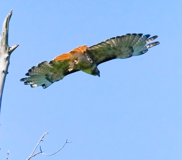 Red Tail Hawk im Flug