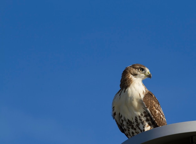 Red Tail Hawk thront auf einem Lichtmast