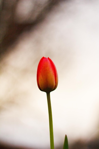 Red tulip