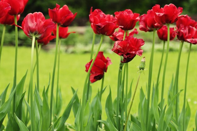 Red tulipanes