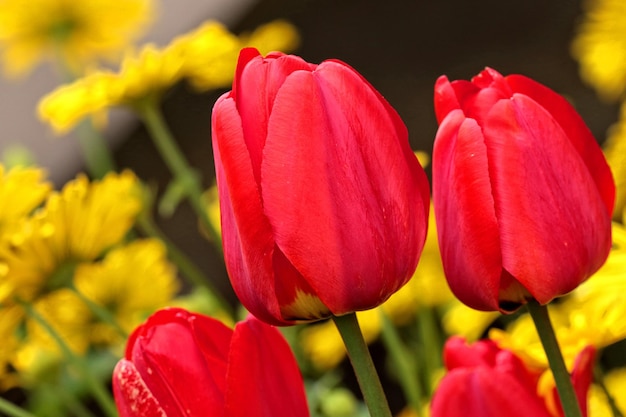 Red tulipanes