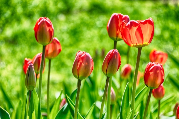 Red tulipanes