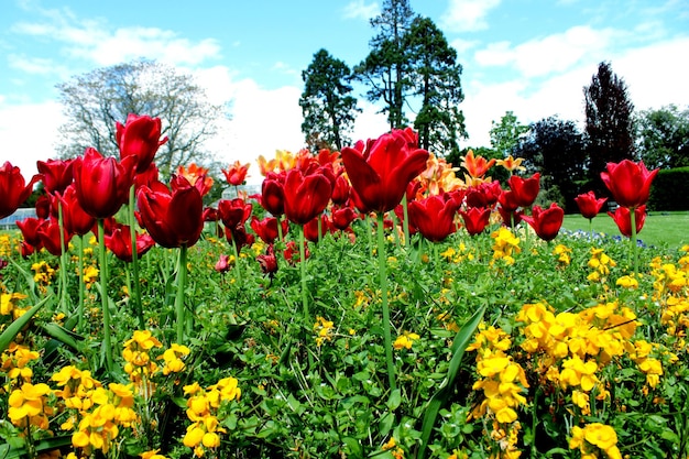 Foto red tulipanes