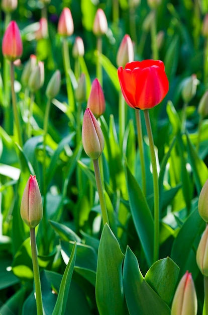 Red tulips