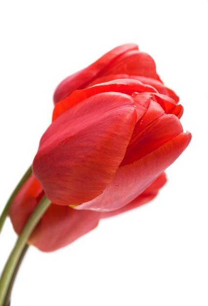 Red tulips