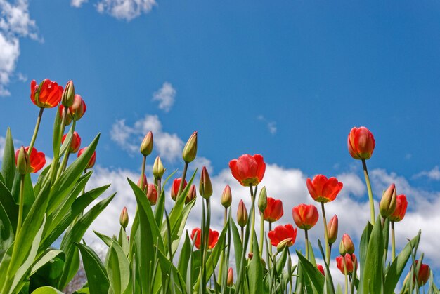 Red tulips