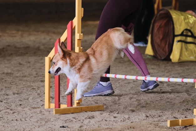 Red Welsh corgi Pembroke sin cola corre rápido y salta alto sobre la barrera en las competiciones de agilidad