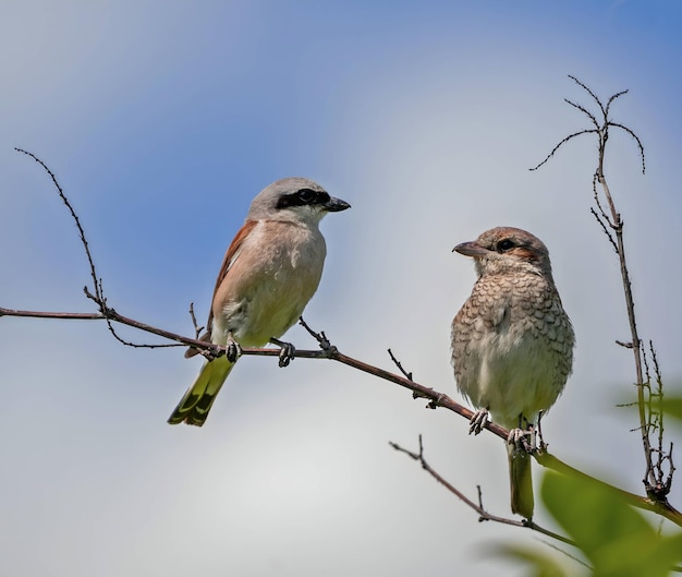 Redbacked Shrike auf einem Zweig mit einem anderen Vogel