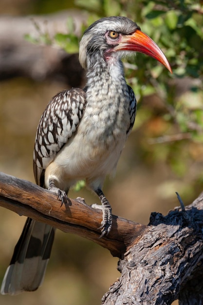 Redbilled Hornbill Botswana Afrika