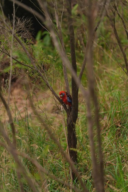 Redbirds en las montañas azules de Australia