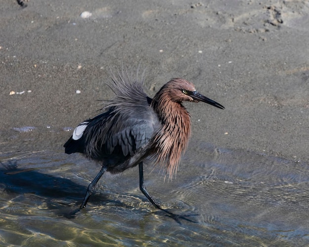 Reddish Egret caminha ao longo da costa