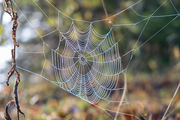 Rede de aranha ao ar livre no verão ensolarado ou dia de outono Vida selvagem natural