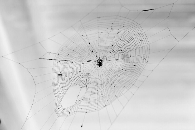 Foto rede de aranha foto de rede natural