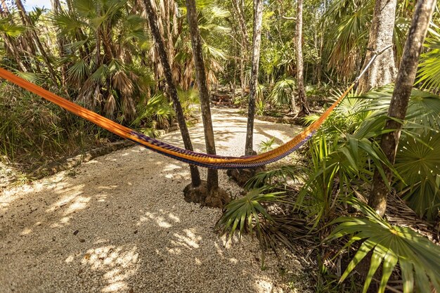 Rede na selva México