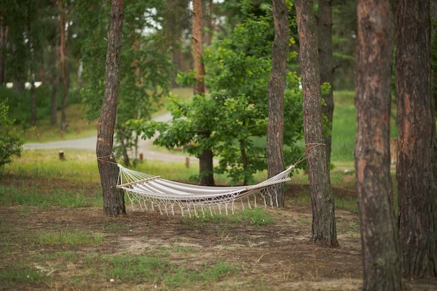 Rede no meio da floresta conceito de férias rede em uma floresta de pinheiros descanse na natureza