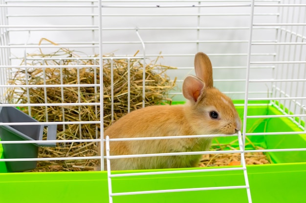 Redeared Kaninchen in einem Käfig