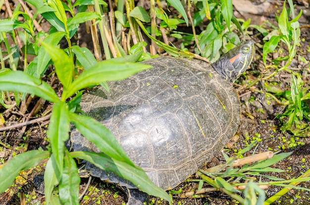 Redeared Turtle auf den Felsen des North Lake im Central Park New York City USA