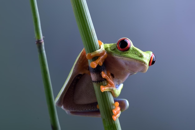 Redeyed Laubfrosch auf Bambusbaum