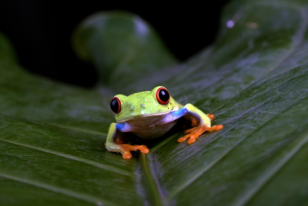 Redeyed Laubfrosch auf einem Blatt