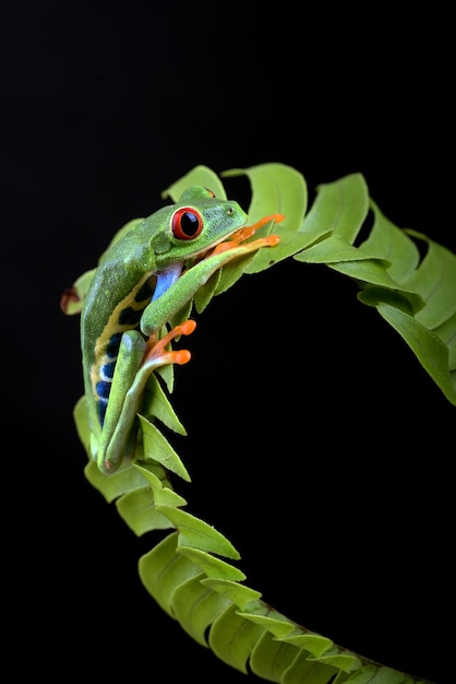 Redeyed Laubfrosch in schwarzem Hintergrund