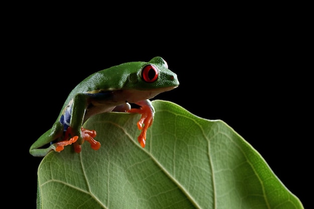 Redeyed Laubfrosch Nahaufnahme auf grünen Blättern Redeyed Laubfrosch Agalychnis callidryas Nahaufnahme auf Blättern