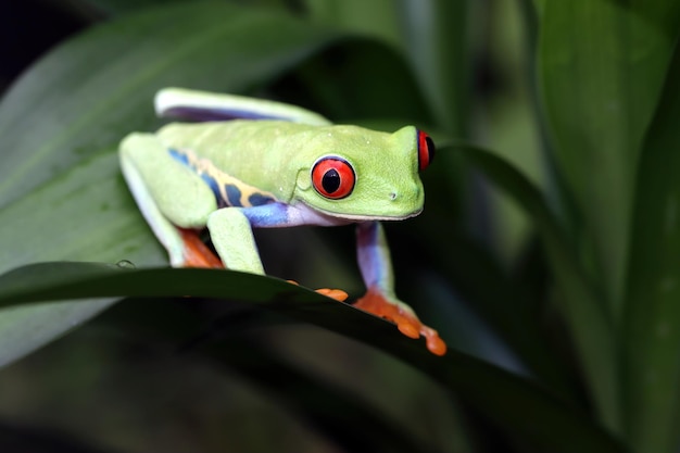 Redeyed Laubfrosch sitzt auf grünen Blättern