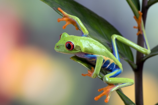 Redeyed Laubfrosch thront auf dem Baum