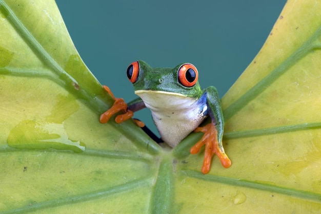 Foto redeyed laubfrosch thront auf einem blatt