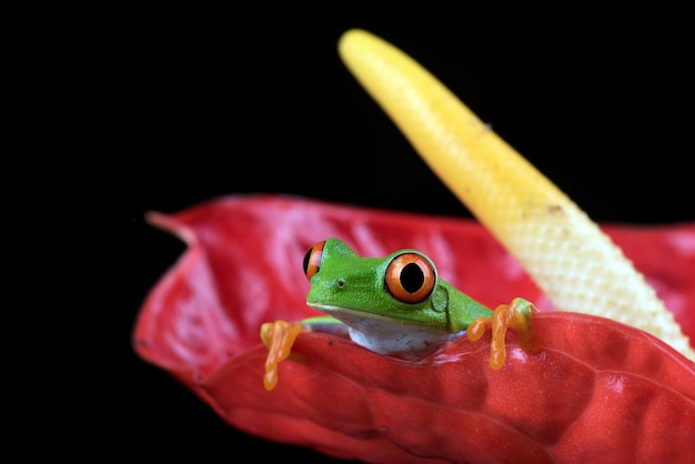 Redeyed Laubfrosch thront auf einer Blume