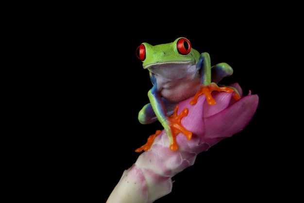 Redeyed Tree Frog Agalychnis callidryas closeup en flor