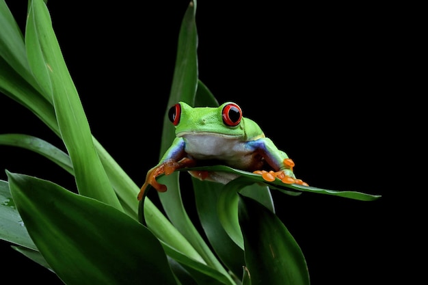 Redeyed Tree Frog Nahaufnahme auf grünen Blättern