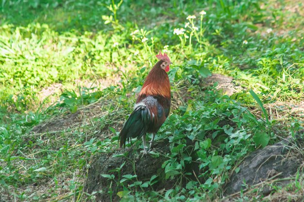 Foto redfowl spaziert durch das gras und sucht nach insekten