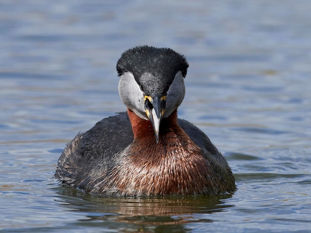 Rednecked Lappentaucher Podiceps grisegena