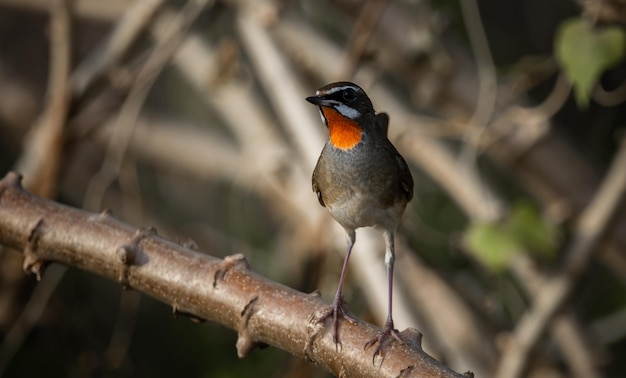 Rednecked Nightingale Siberian Rubythroat em um retrato de animal do ramo