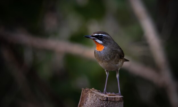 Rednecked Nightingale Siberian Rubythroat em um retrato de animal do ramo