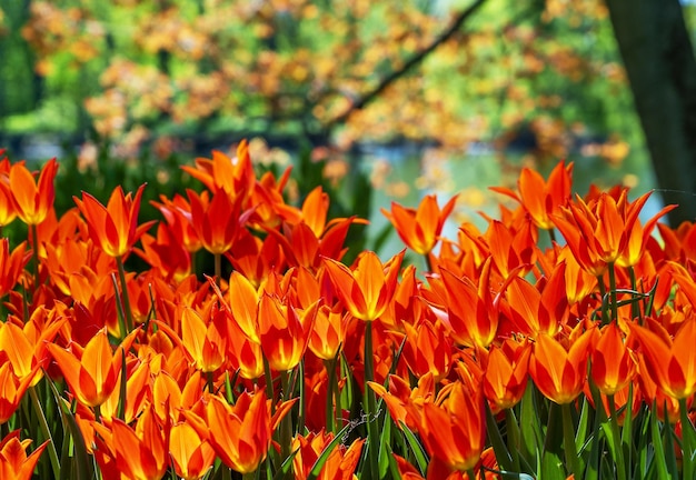 Redorange Tulpen in einem Blumenbeet in der Nähe eines Baches