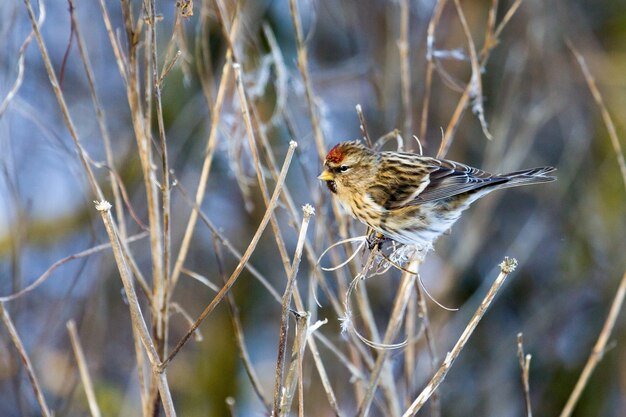 Redpoll común (Carduelis flammea) alimentándose de semillas de plantas