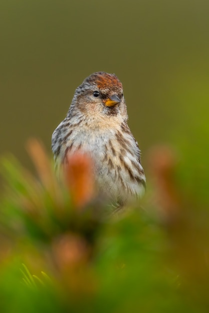 Redpoll menor sentado en una rama de pino