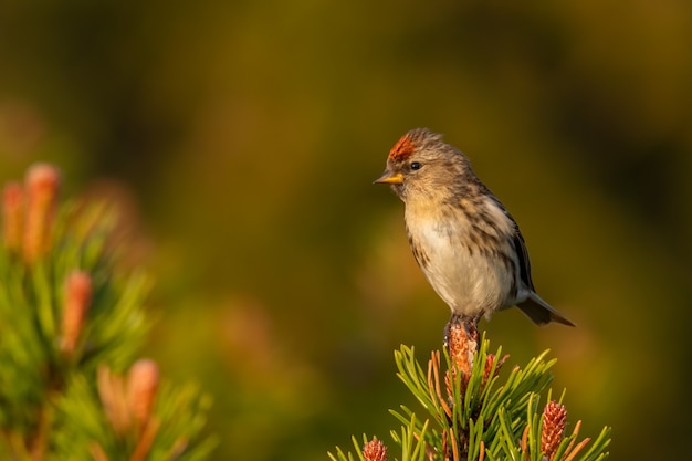 Redpoll menor sentado en una rama de pino