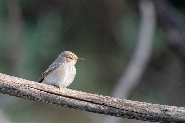 Redstart comum (Phoenicurus phoenicurus) Córdoba, Espanha