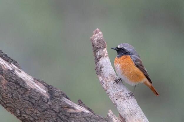 Redstart comum Phoenicurus phoenicurus Mlaga Espanha