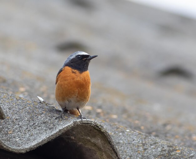 Redstart comum Phoenicurus phoenicurus Um pássaro macho senta-se no telhado de uma casa