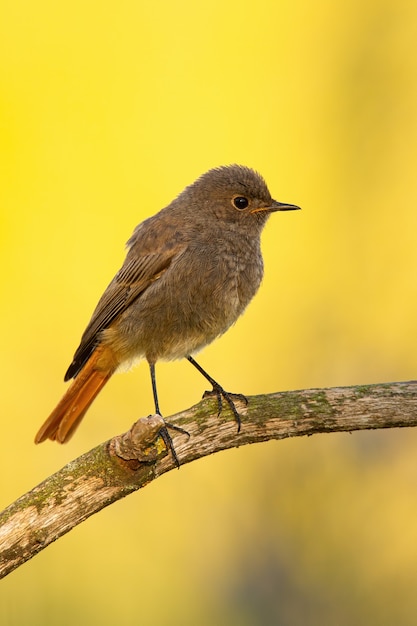 Redstart preto fofo sentado ao sol da manhã