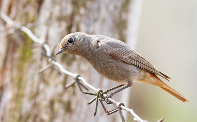 Redstart preto Phoenicurus ochruros Um pássaro senta-se no arame farpado